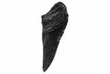 Partial Fossil Megalodon Tooth - South Carolina #368541-1
